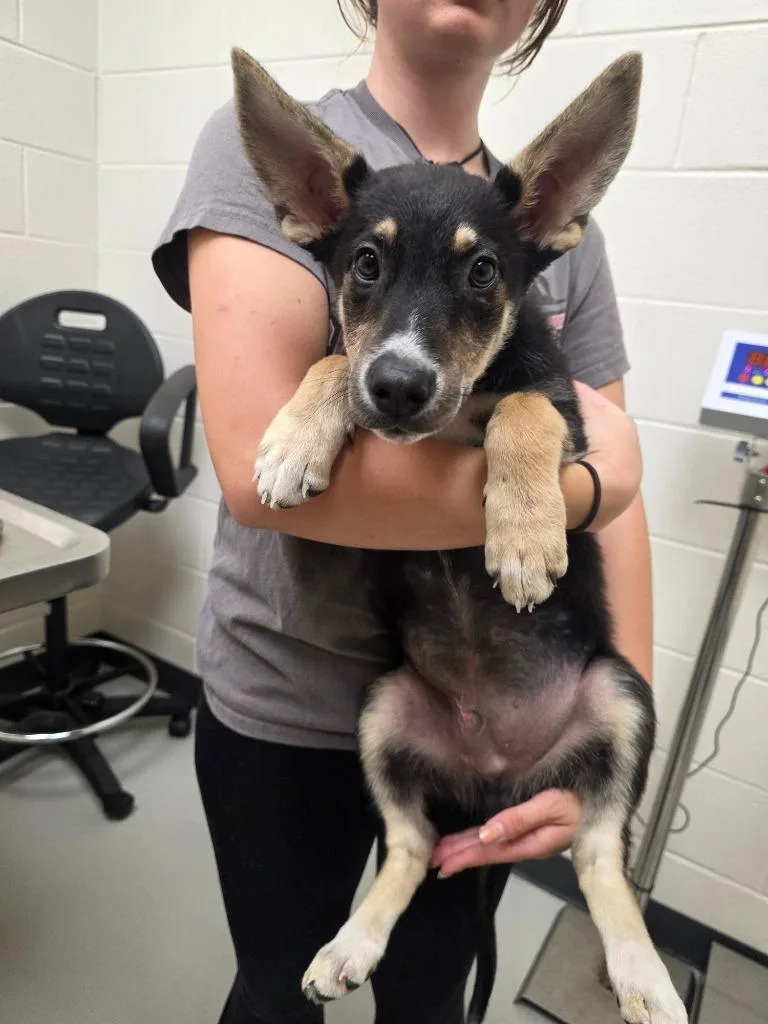 A baby large-sized male German Shepherd Dog dog named Ren for adoption in Greeneville, TN