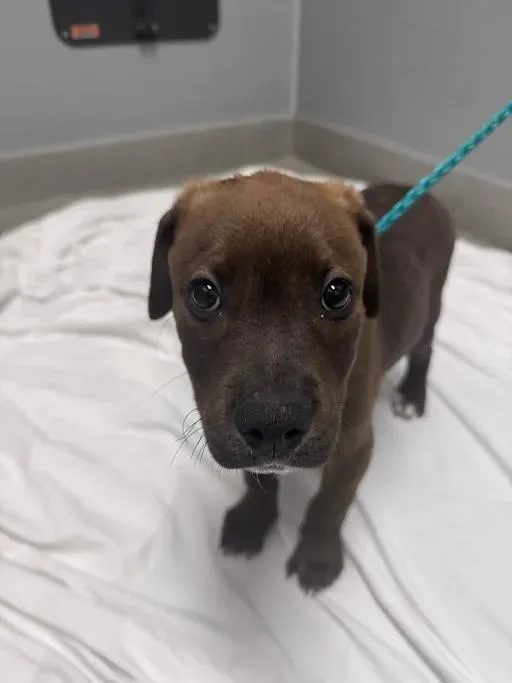 A baby small-sized male Pit Bull Terrier dog named Spiderman for adoption in Las Vegas, NV