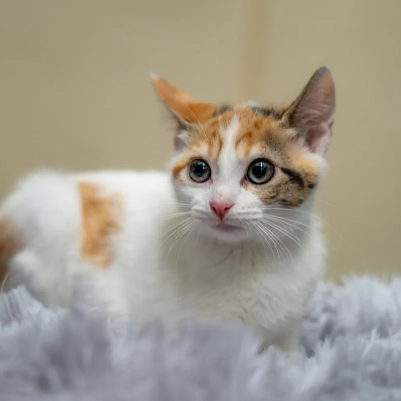 A baby small-sized female Calico Domestic Short Hair cat named Daphne for adoption in Gainesville, GA