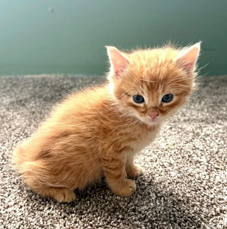 A young medium-sized male Tabby (Orange / Red) Domestic Short Hair cat named Diesel for adoption in Warren, PA