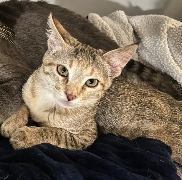 A baby medium-sized female Domestic Short Hair cat named Jane for adoption in Bonsall, CA