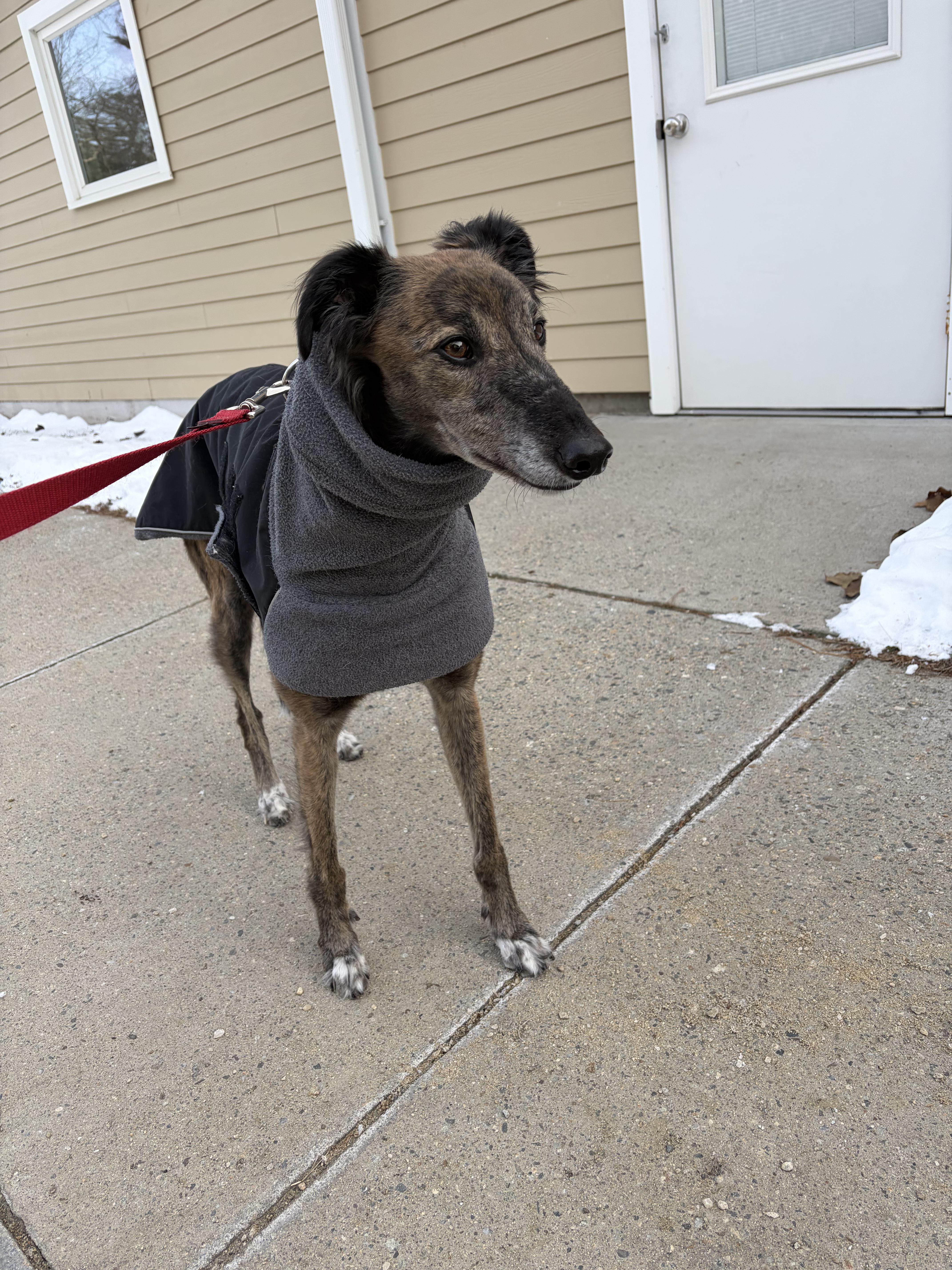 An adult large-sized male Brindle Lurcher dog named Alfie for adoption in Swanzey, NH