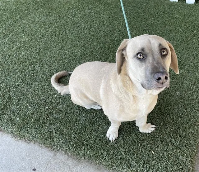 A young large-sized female Labrador Retriever dog named Lola for adoption in Modesto, CA