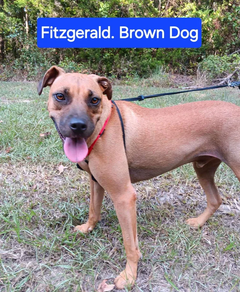 Fitzgerald thumbnail 2