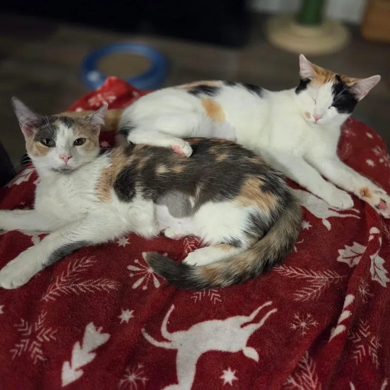 Birch And Teak thumbnail 2