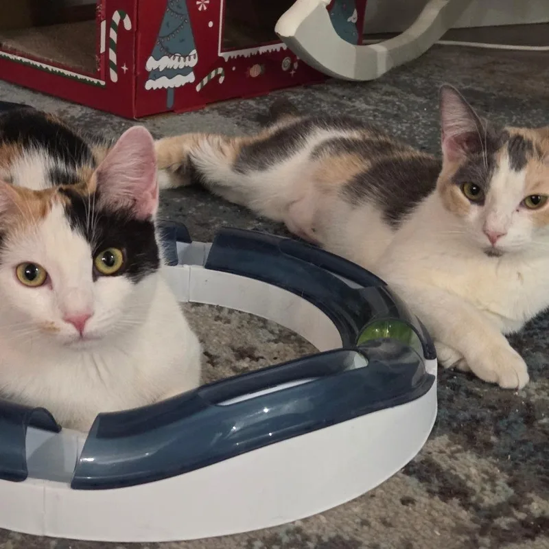 Birch And Teak thumbnail 3