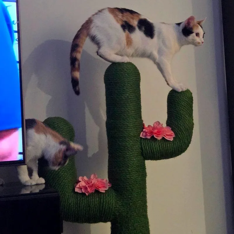 Birch And Teak thumbnail 4