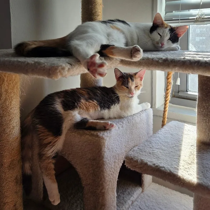 Birch And Teak thumbnail 5