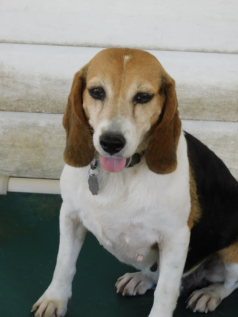 Maybelle thumbnail 3