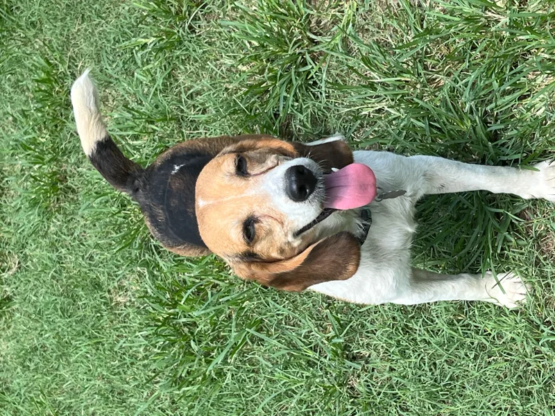 Maybelle thumbnail 4