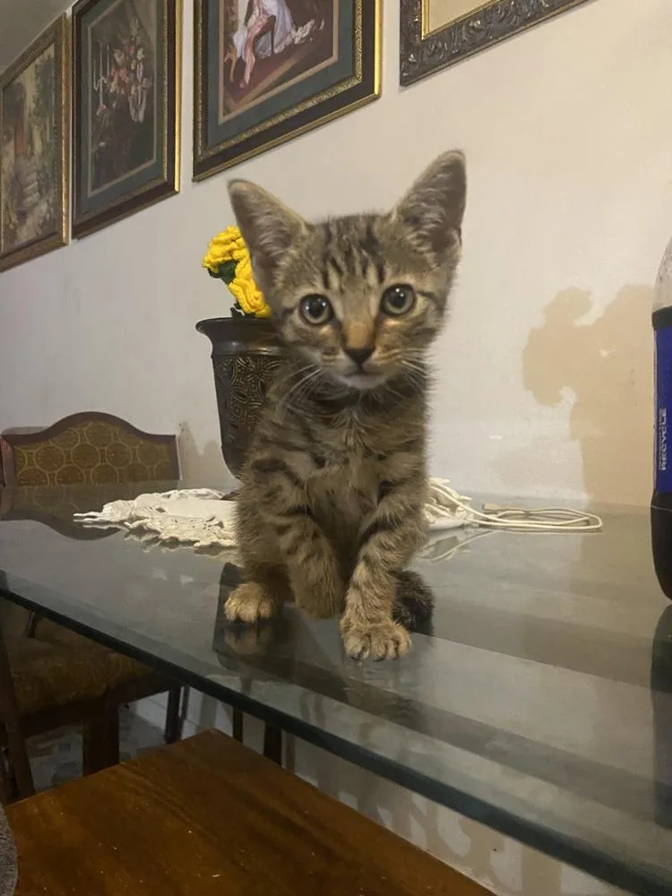A baby small-sized female Domestic Short Hair cat named Sky for adoption in Dallas, TX