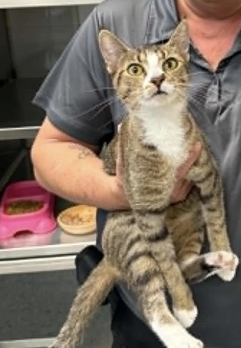 An adult medium-sized female Domestic Short Hair cat named Candy for adoption in Wheaton, IL