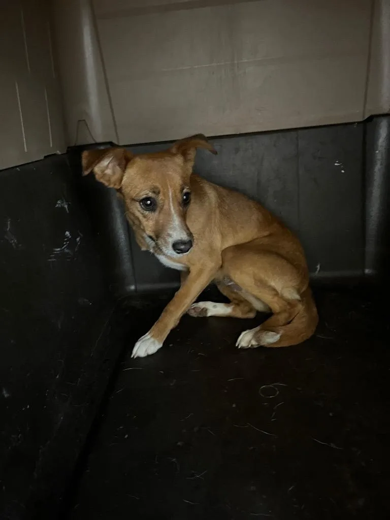 A young medium-sized female Mixed Breed dog named Hoganadult for adoption in Mount Gilead, NC