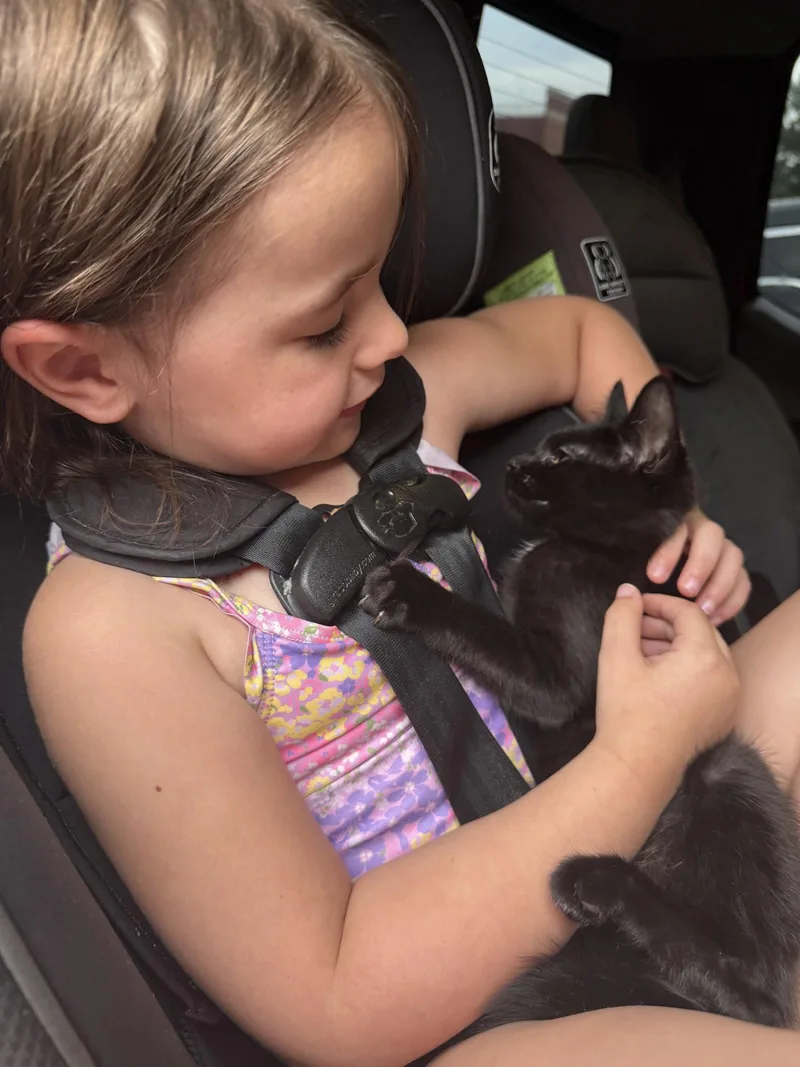 A baby medium-sized male Black Domestic Short Hair cat named Peety for adoption in Georgetown, KY