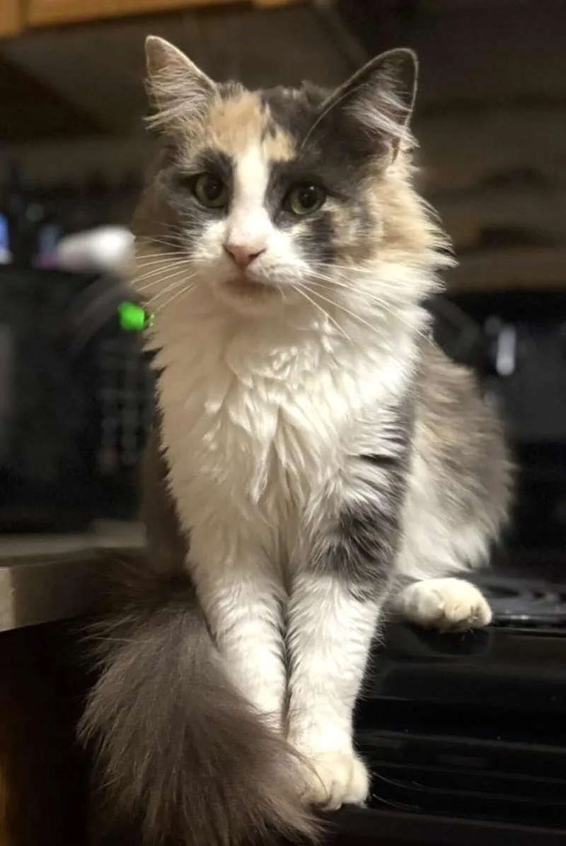 A young medium-sized female Calico Domestic Medium Hair cat named Phoebe for adoption in Adrian, MI