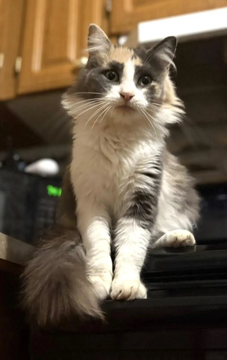 Phoebe thumbnail 2