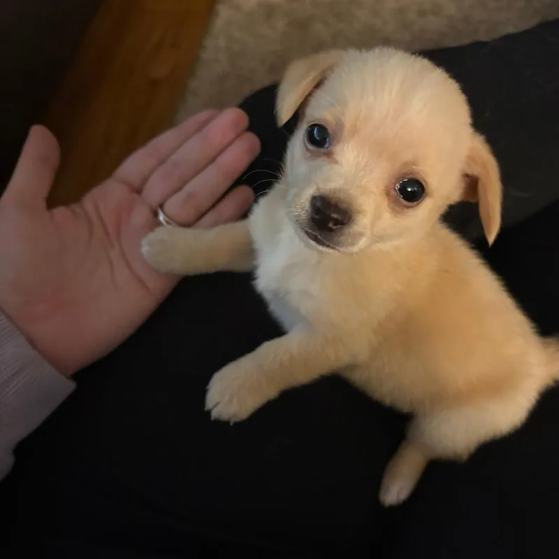 A baby small-sized female Apricot / Beige Chihuahua dog named Ophelia for adoption in Graham, WA