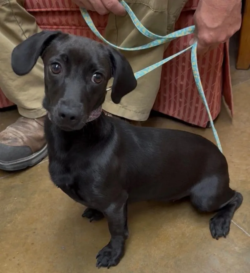 A young small-sized female Dachshund dog named Mishka for adoption in Junction, TX