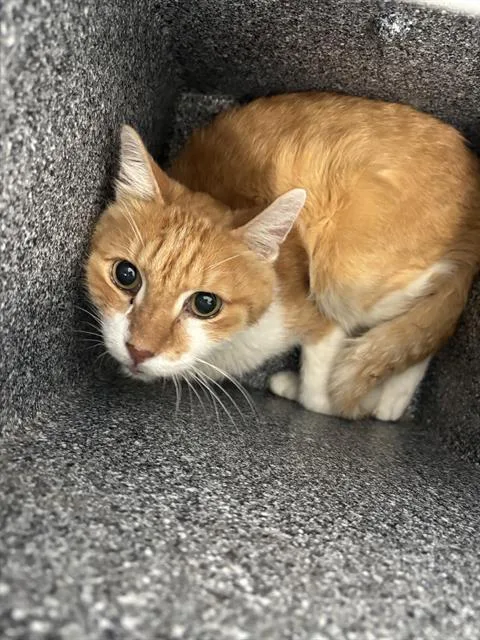 An adult medium-sized male Domestic Short Hair cat named Sunny for adoption in Dallas, TX