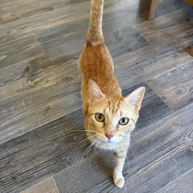 A young medium-sized female Orange & White Domestic Short Hair cat named Caroline for adoption in Houston, TX