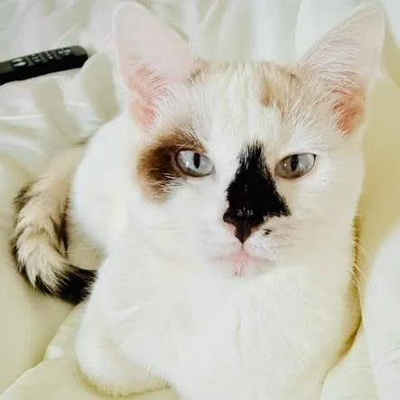 A young small-sized female White Domestic Short Hair cat named Cake for adoption in Monticello, IL