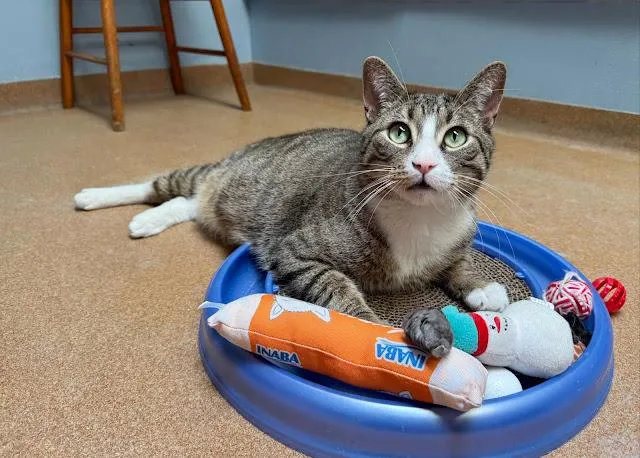 Mr. Meowsalot