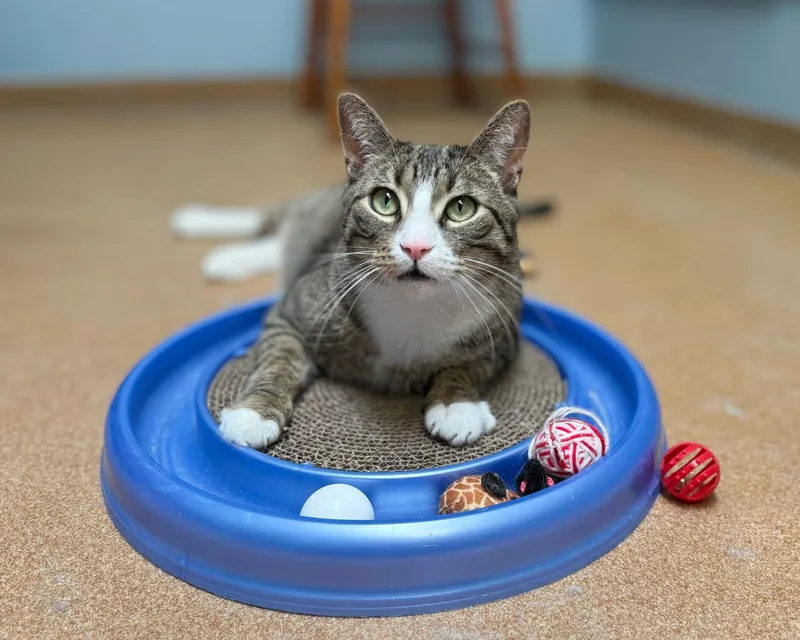 Mr. Meowsalot thumbnail 2