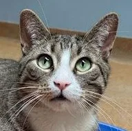Mr. Meowsalot thumbnail 3