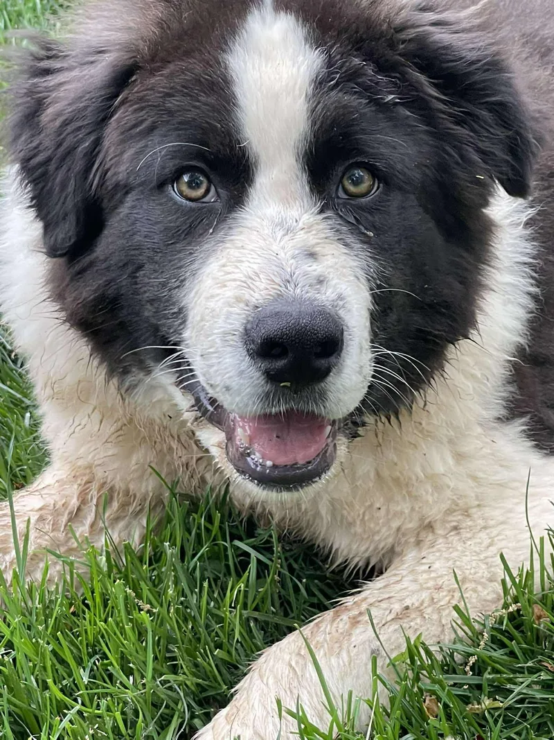 Ziggy Stardust thumbnail 2