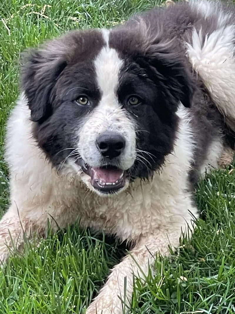 Ziggy Stardust thumbnail 3