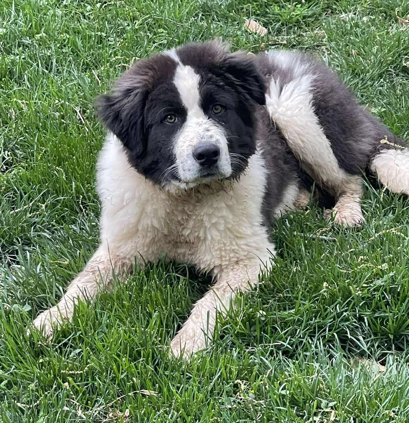 Ziggy Stardust thumbnail 4