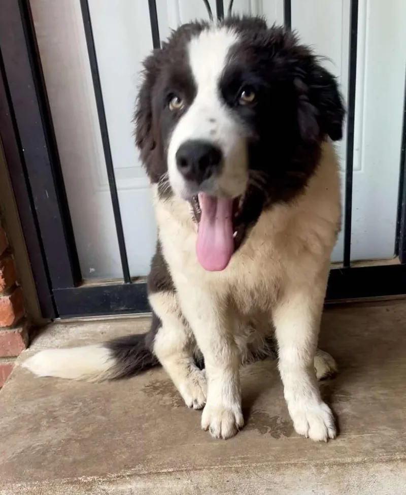 Ziggy Stardust thumbnail 5