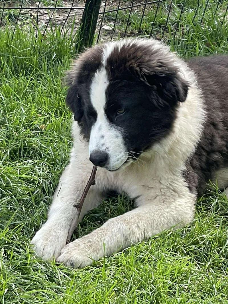 Ziggy Stardust thumbnail 6