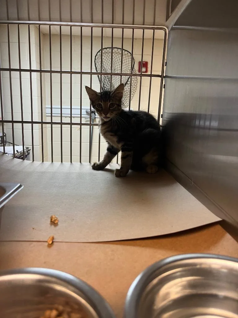 A baby medium-sized male Tabby cat named Sage for adoption in Nacogdoches, TX
