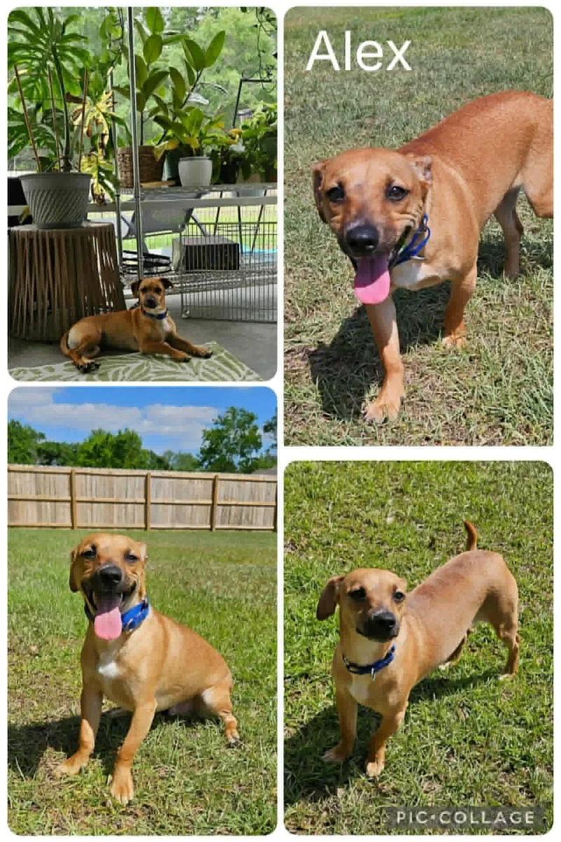 A young small-sized male Dachshund dog named Alex for adoption in Enterprise, AL