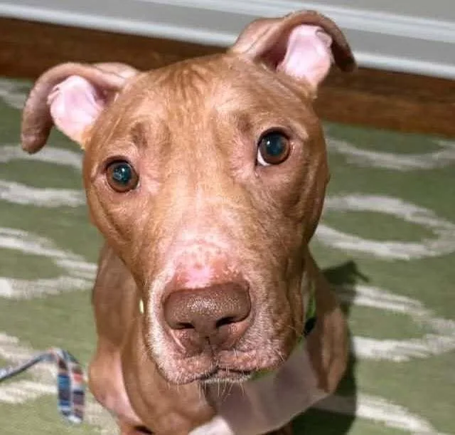 An adult medium-sized female Mixed Breed dog named Daisy Asha for adoption in Long Island City, NY