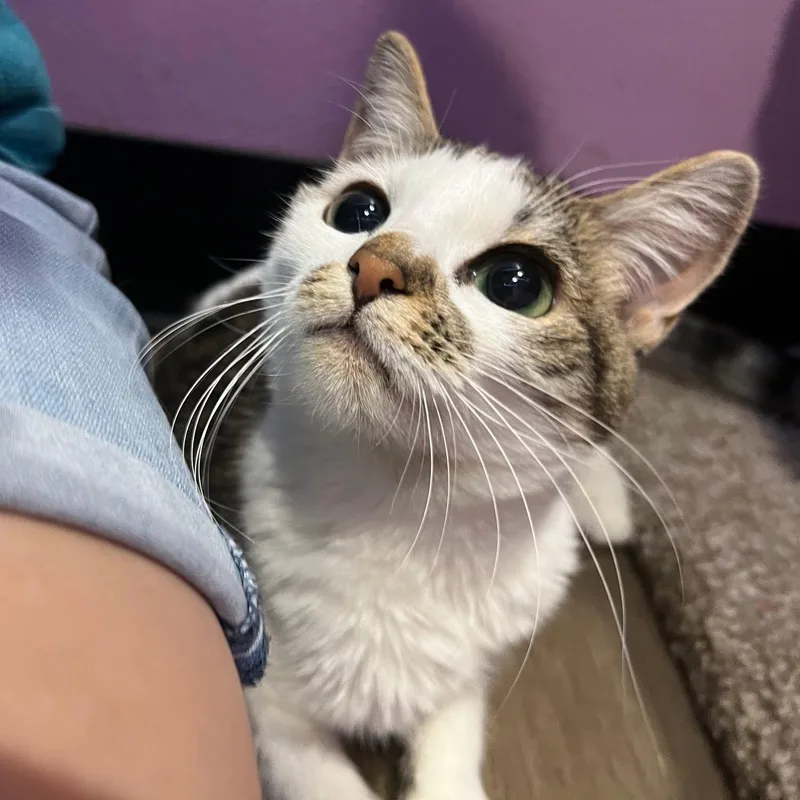 A young small-sized female Tabby (Brown / Chocolate) Domestic Short Hair cat named Bridget for adoption in Flint, TX