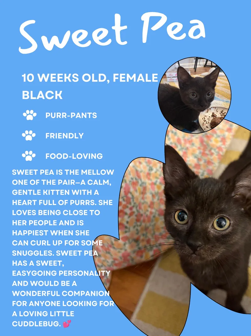 A baby medium-sized female Black Domestic Short Hair cat named Sweet Pea for adoption in Greenville, DE