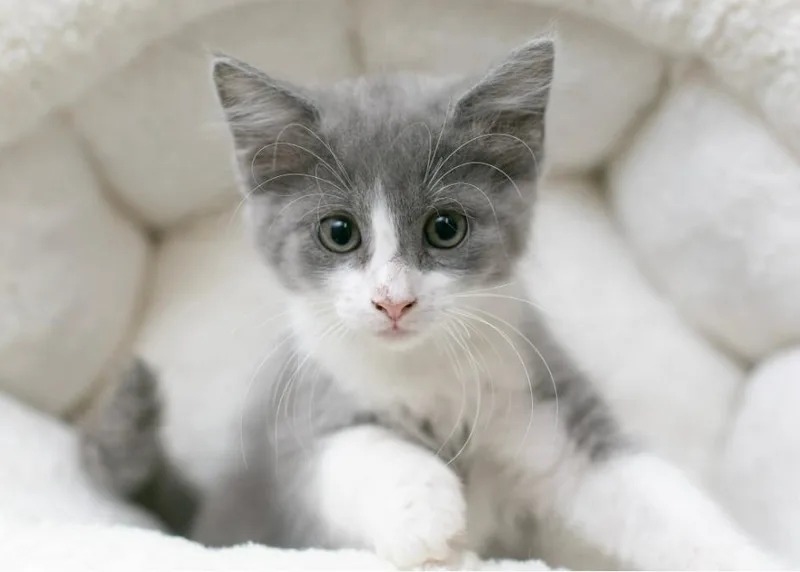 A baby medium-sized male Gray & White Domestic Short Hair cat named Hulk for adoption in Sedalia, CO