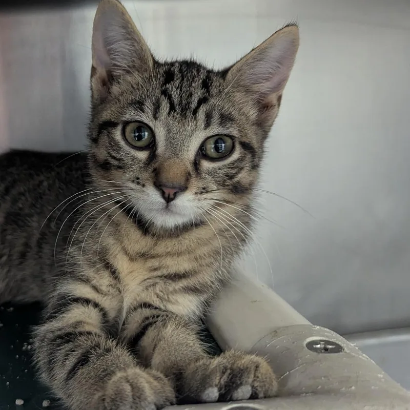 A baby small-sized male Domestic Short Hair cat named Smashing Pumpkins for adoption in Evansville, IN