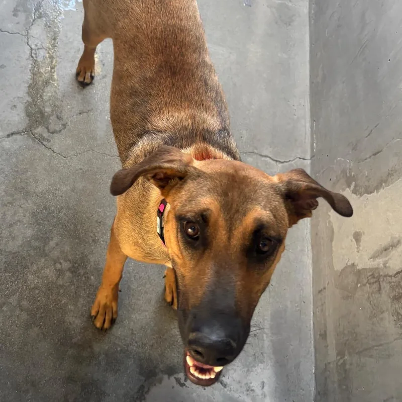 An adult medium-sized female German Shepherd Dog dog named Soul Train A for adoption in Mission Hills, CA