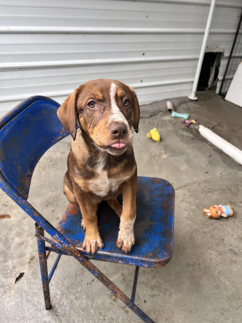 A baby large-sized female Mountain Cur dog named Roxy for adoption in Tracy City , TN