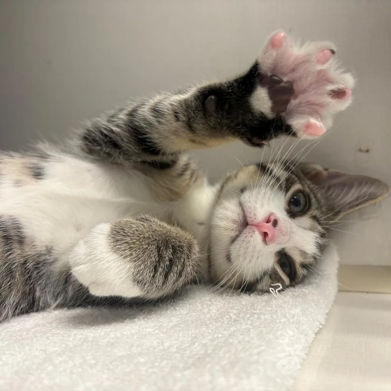A baby small-sized male Brown / Chocolate Domestic Short Hair cat named Louis for adoption in East Hanover, NJ