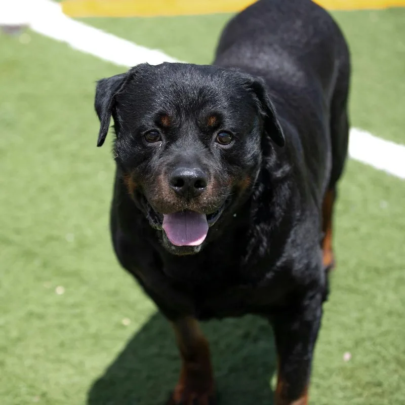 A senior extra large-sized male Rottweiler dog named Bull for adoption in Peyton, CO