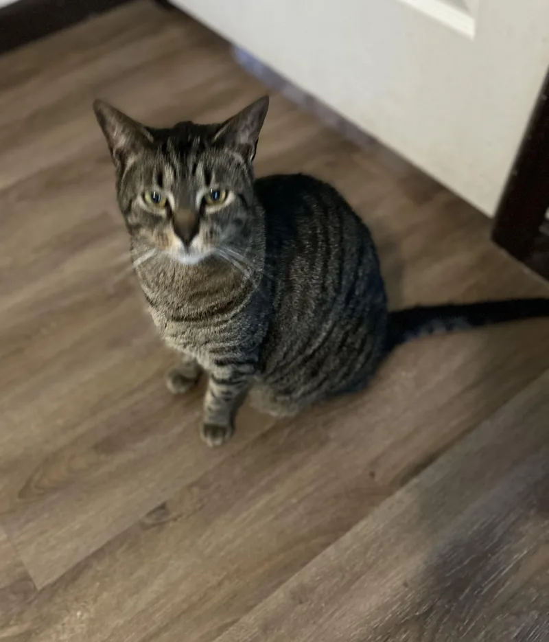 An adult medium-sized male Domestic Short Hair cat named Jackson for adoption in Maineville, OH