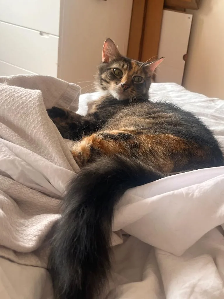 A young medium-sized female Domestic Medium Hair cat named Bianca for adoption in New York, NY