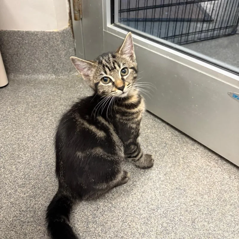 A baby small-sized female Gray / Blue / Silver Domestic Short Hair cat named Maya for adoption in Brockton, MA