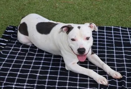 A young large-sized male Mixed Breed dog named Zed for adoption in Athens, GA