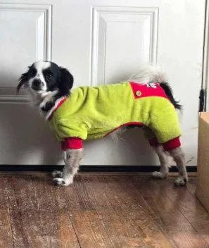 Sponsor Me  Scooter thumbnail 2