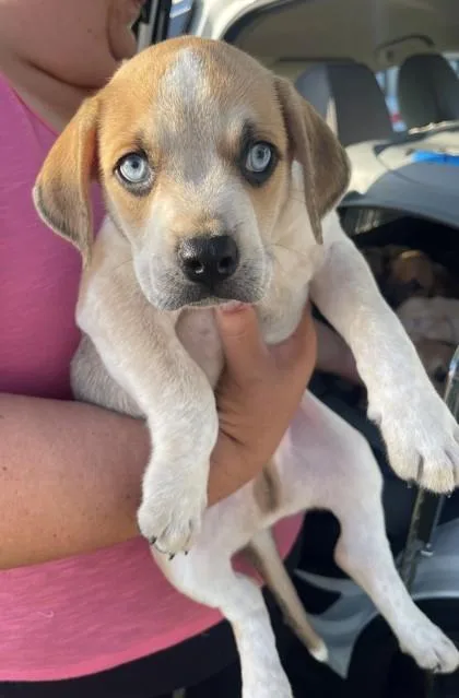 Maverick